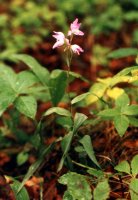 Cephalanthera rubra