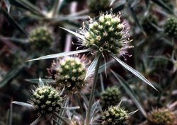 Eryngium campestre