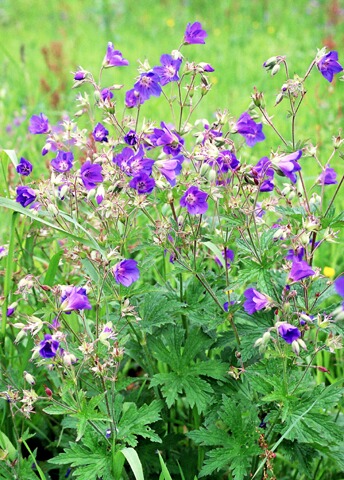 Geranium sylvaticum