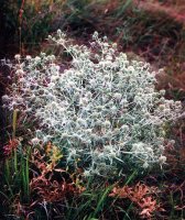 Eryngium campestre