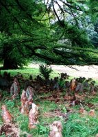 Taxodium distichum