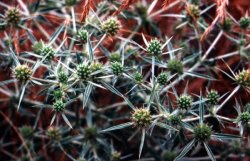 Eryngium campestre