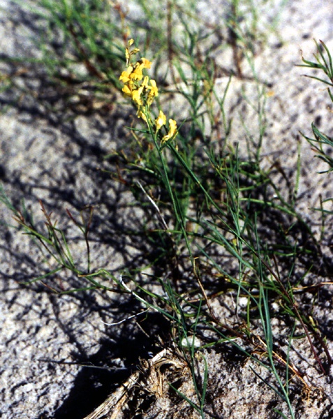 Linaria loeselii