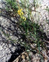 Linaria loeselii