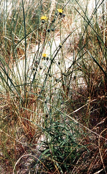 Hieracium umbellatum var. dunense