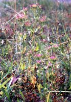 Centaurium erythraea