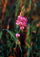 Onobrychis viciifolia