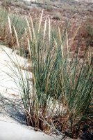 Ammophila arenaria