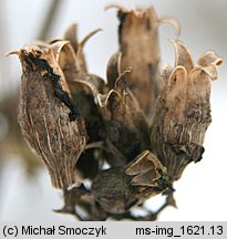 Silene latifolia ssp. alba