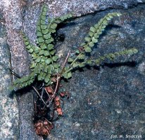 Asplenium viride