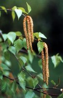 Betula penudla