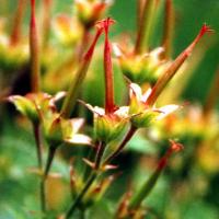 Geranium sylvaticum (bodziszek leśny)