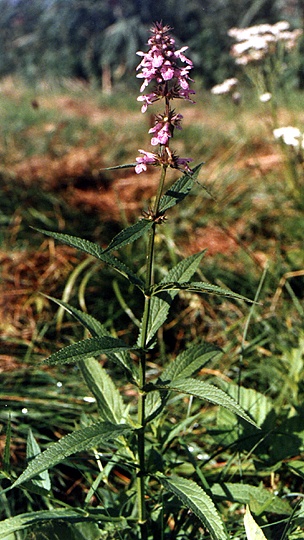 Stachys palustris