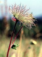 Geum montanum