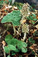 Petasites hybridus (lepiężnik różowy)