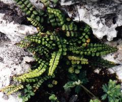 Asplenium trichomanes