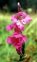 Gladiolus imbricatus