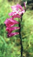 Gladiolus imbricatus