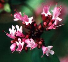 Thymus pulegioides