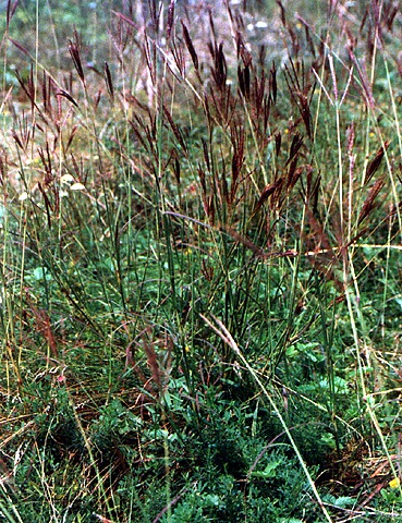 Botriochloa ischaemum