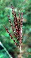 Botriochloa ischaemum