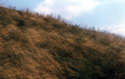 Stipa capillata