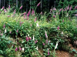 Digitalis purpurea