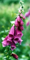 Digitalis purpurea