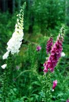 Digitalis purpurea