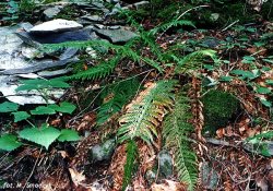 Polystichum aculeatum