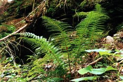 Polystichum aculeatum