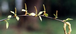 Betula penudla