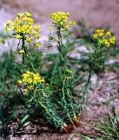 Euphorbia cyparissias