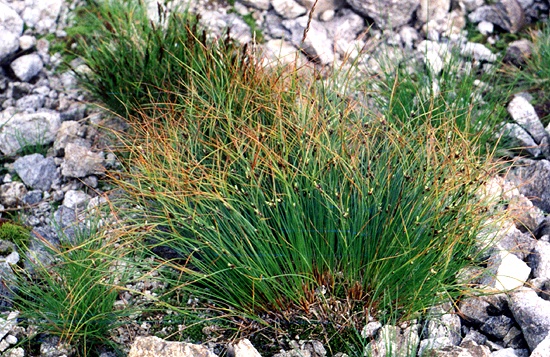 Juncus trifidus