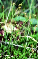 Carex pauciflora