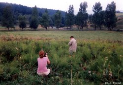 Equisetum telmateia