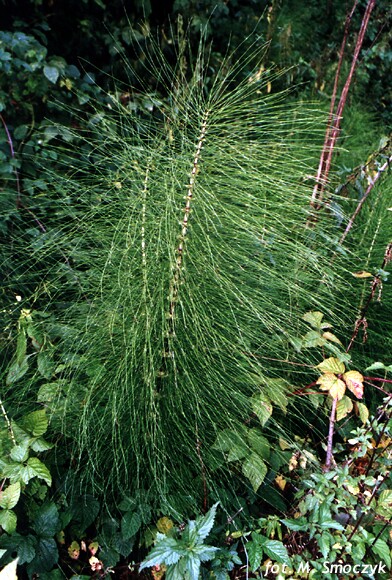 Equisetum telmateia