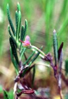 Andromeda polifolia