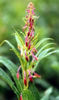 Epilobium angustifolium