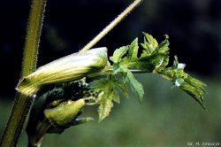 Heracleum sphondylium ssp. sphondylium