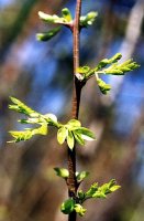 Robinia pseudacacia