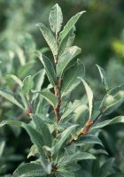 Salix lapponum