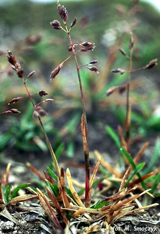 Poa supina