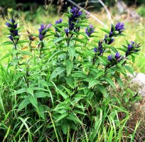 Gentiana asclepiadea