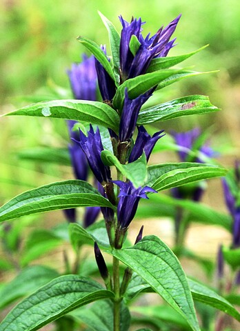 Gentiana asclepiadea