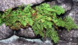 Cryptogramma crispa