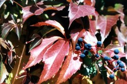 Parthenocissus quinquefolia