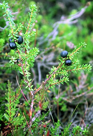 Empetrum nigrum ssp. hermaphroditum