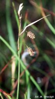 Carex magellanica