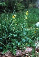 Mimulus guttatus